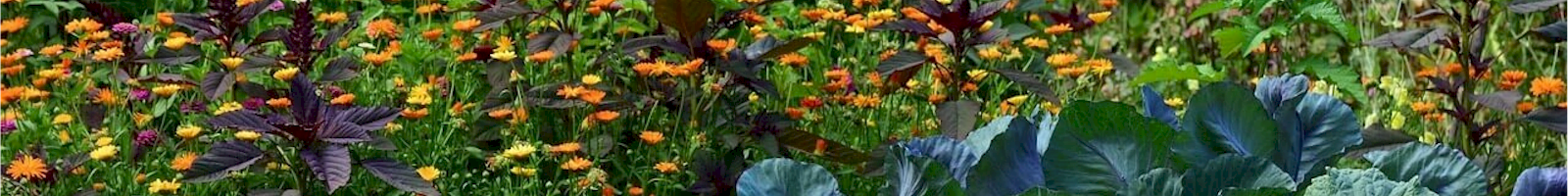MoesTuinieren