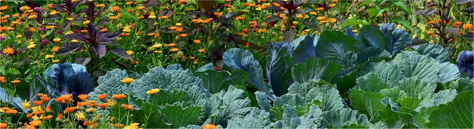 MoesTuinieren